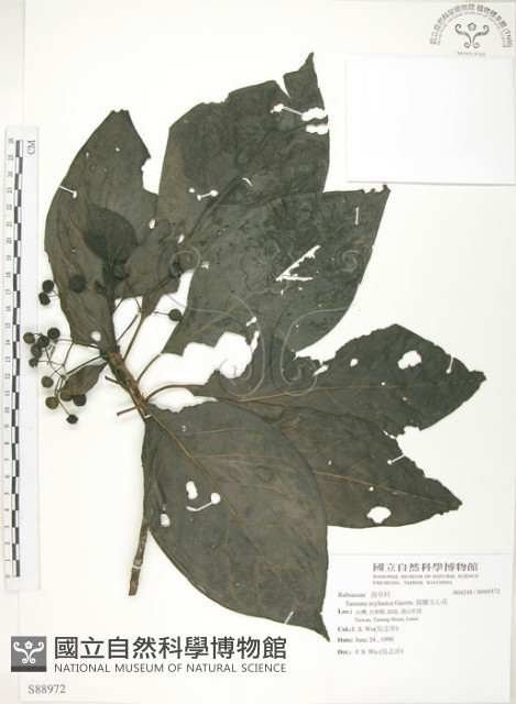 錫蘭玉心花藏品圖，第1張