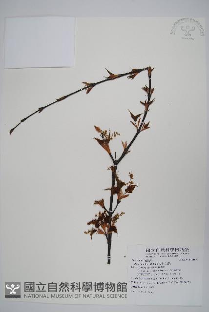 大屯尖葉槭, 川上氏槭藏品圖，第1張