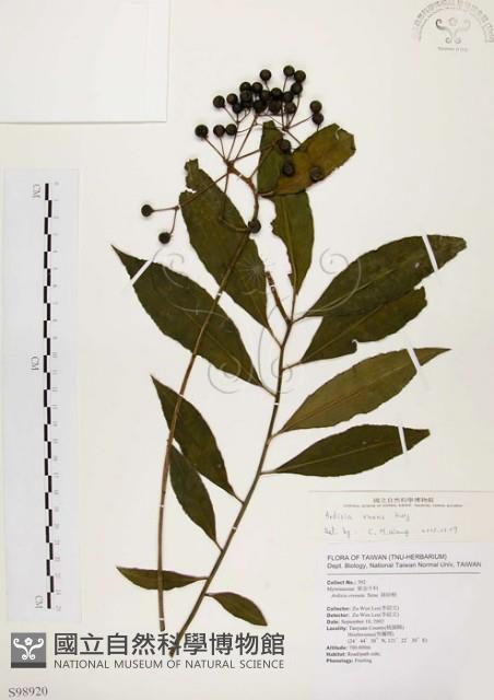 黑星紫金牛藏品圖，第1張