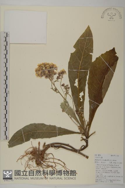 走馬胎藏品圖，第1張