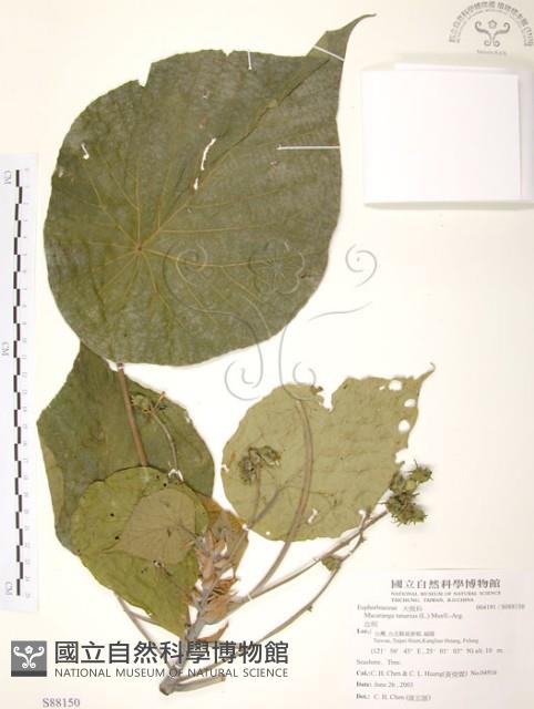 血桐藏品圖，第1張