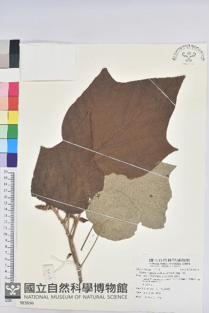 野桐藏品圖，第1張