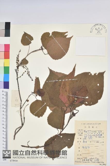 紅背山麻桿藏品圖，第1張