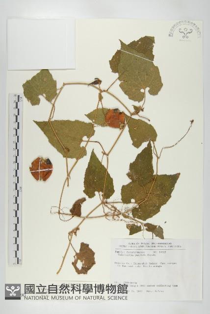 青牛膽藏品圖，第1張