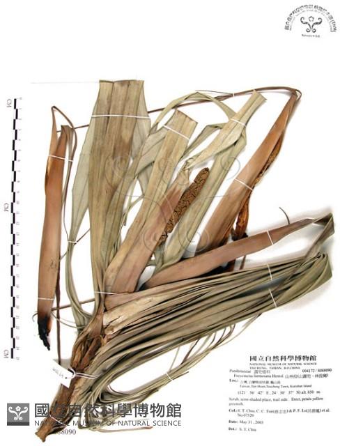 山露兜、山林投、林投舅藏品圖，第1張