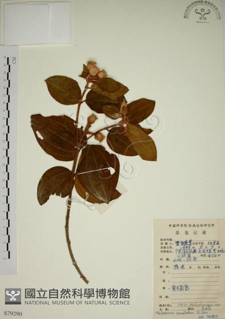 野牡丹藏品圖，第1張