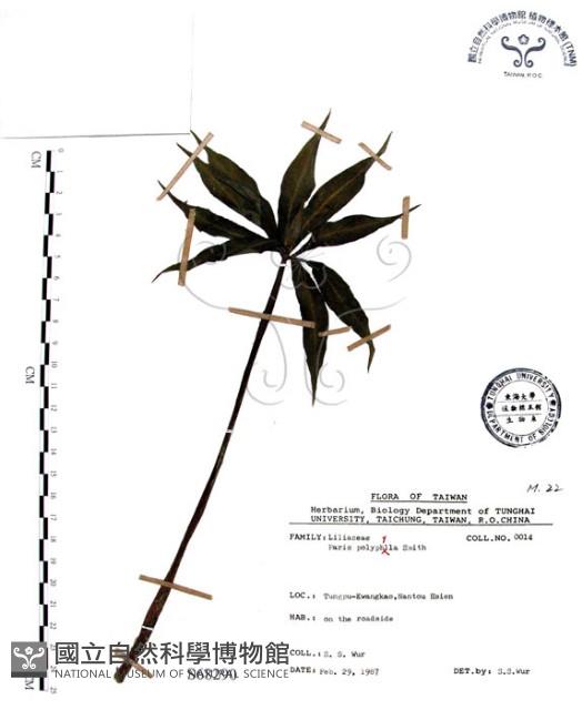 七葉一枝花藏品圖，第1張