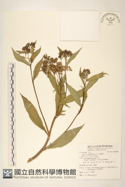 黃菀藏品圖，第1張