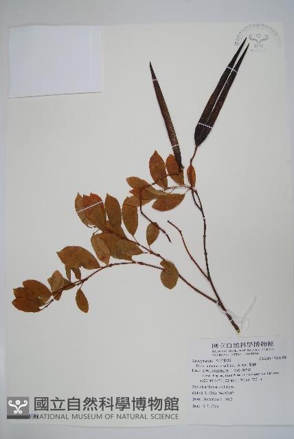 酸藤藏品圖，第1張