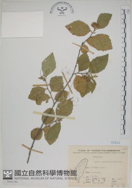 菱葉捕魚木藏品圖，第1張