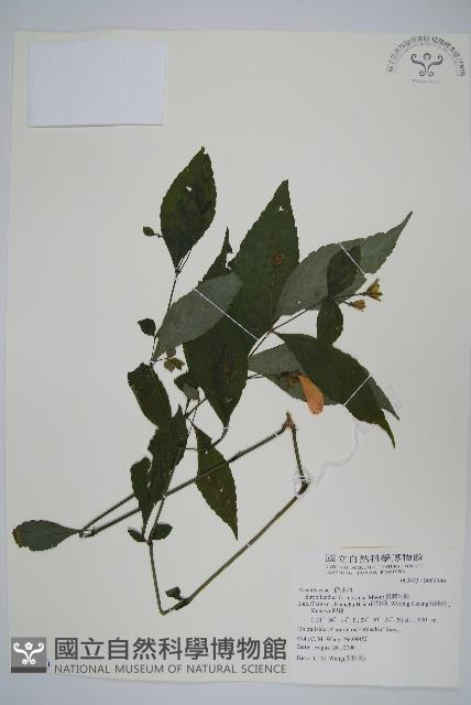 臺灣馬藍藏品圖，第1張