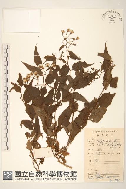 蔓黃菀藏品圖，第1張