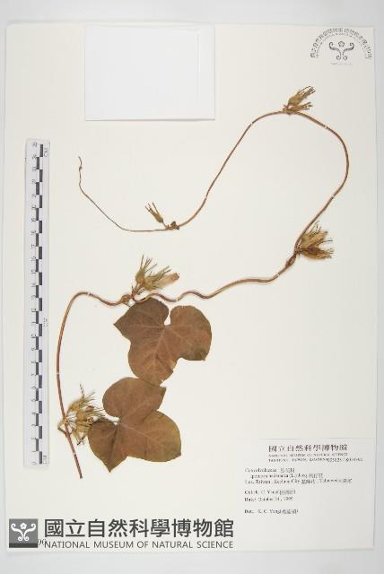 碗仔花藏品圖，第1張