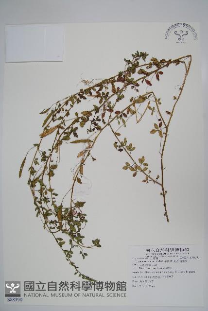 平伏莖白花菜、成功白花菜藏品圖，第1張