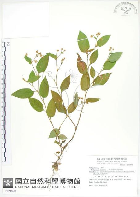 火炭母草、清飯藤藏品圖，第1張