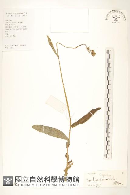 苦苣菜藏品圖，第1張