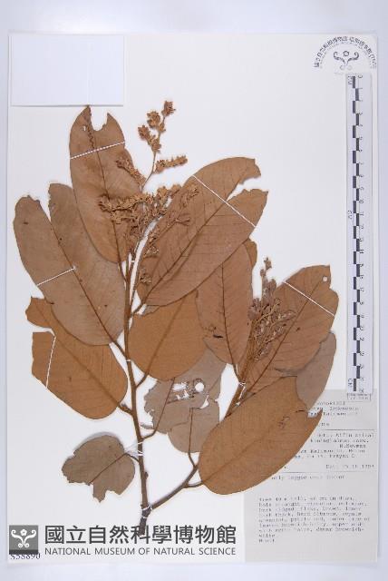 Accession Number:S058890 Collection Image, Figure 1, Total 2 Figures