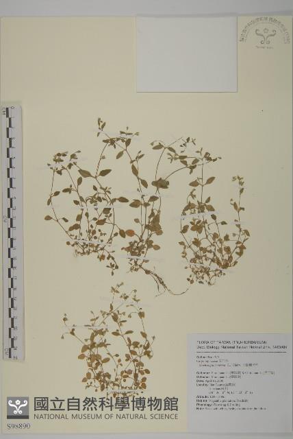 三脈種阜草藏品圖，第1張