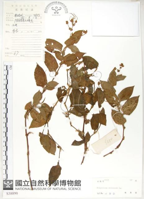 火炭母草、清飯藤藏品圖，第1張