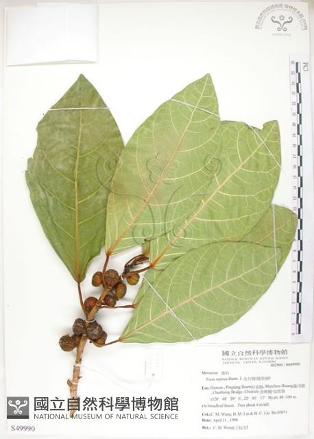 大冇榕、稜果榕藏品圖，第1張