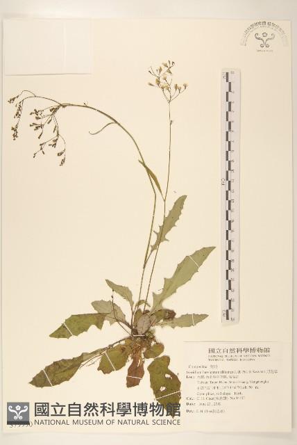 刀傷草藏品圖，第1張