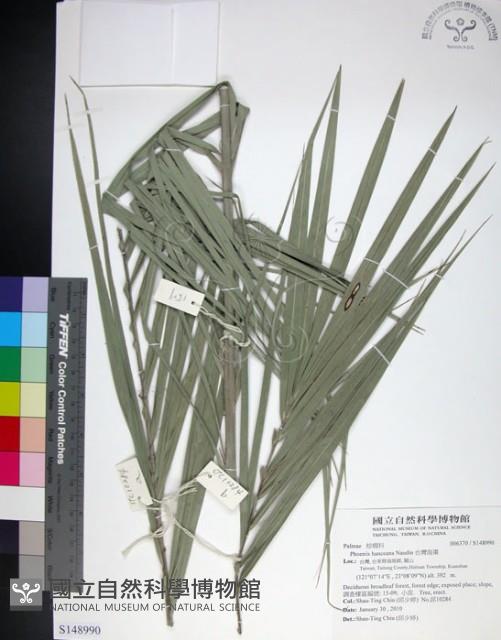 台灣海棗藏品圖，第1張