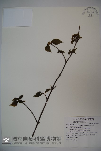紅子莢迷藏品圖，第1張