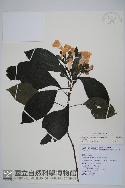 馬藍藏品圖，第1張