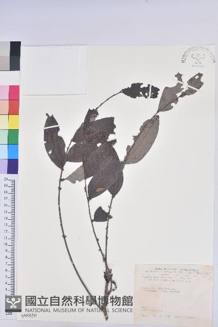 裡白饅頭果藏品圖，第1張