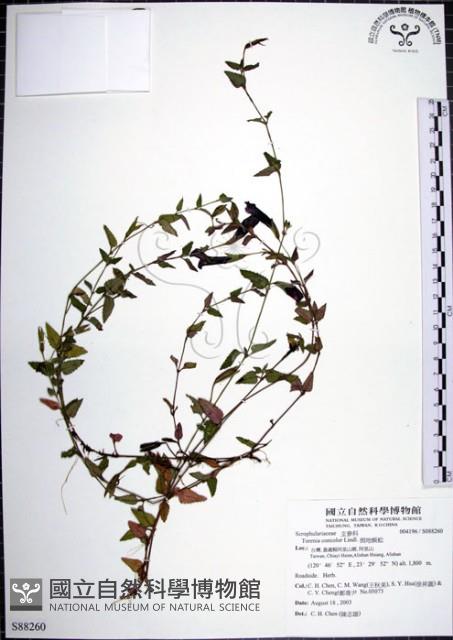 倒地蜈蚣藏品圖，第1張