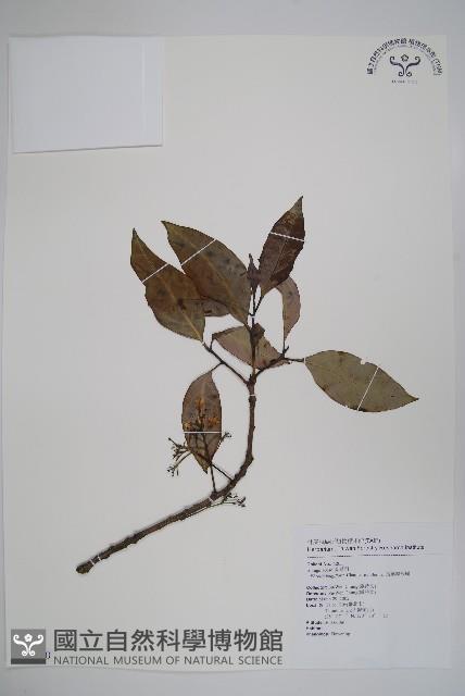 長花厚殼樹藏品圖，第1張