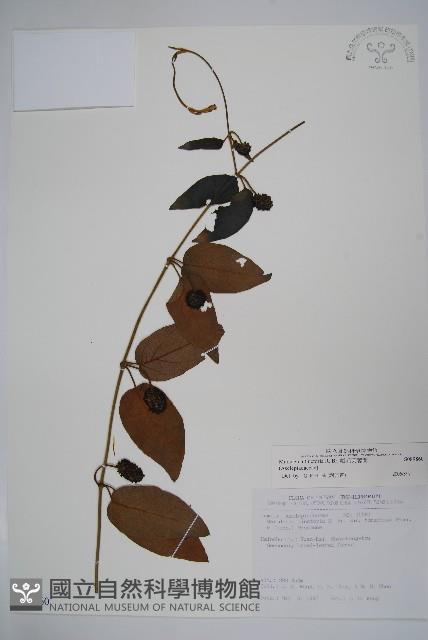 絨毛芙蓉蘭藏品圖，第1張