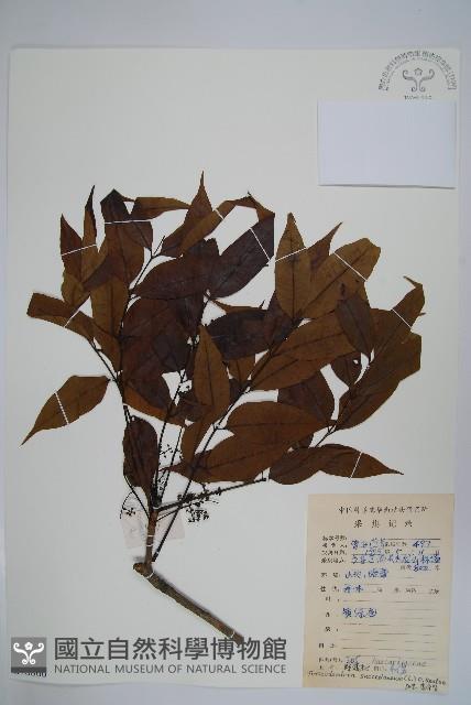 野漆、木臘樹藏品圖，第1張