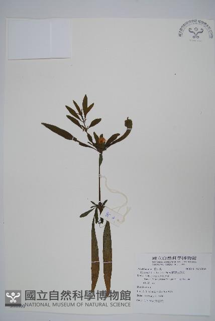 柳葉水蓑衣藏品圖，第1張