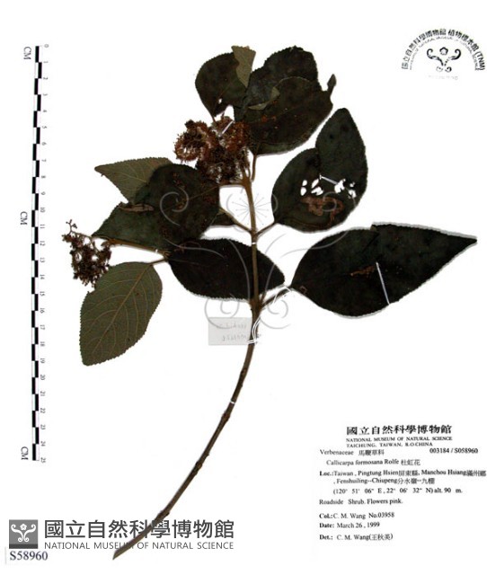 杜虹花，台灣紫珠藏品圖，第1張