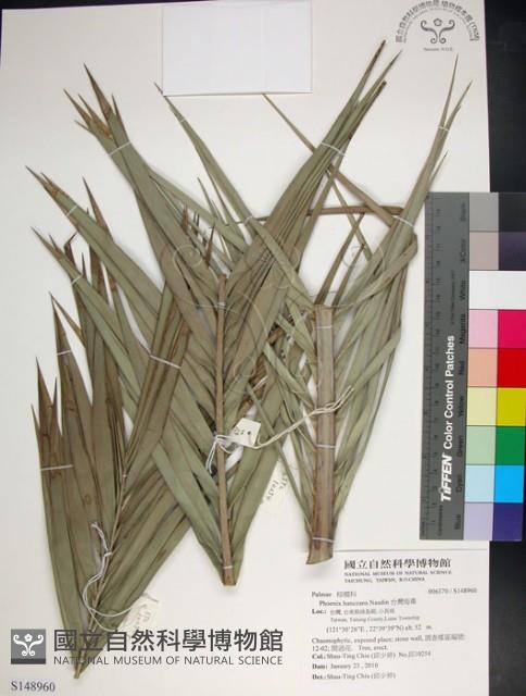 台灣海棗藏品圖，第1張