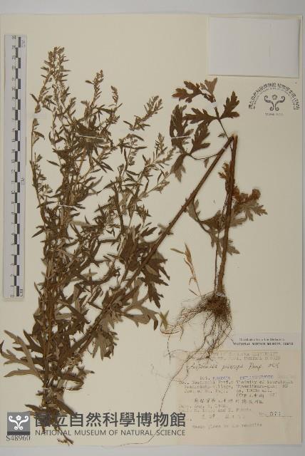 魁蒿藏品圖，第1張