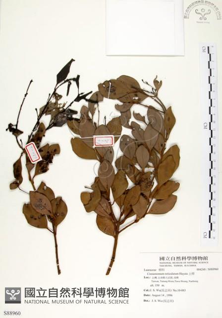 Reticulateveined Cinnamon Tree Collection Image