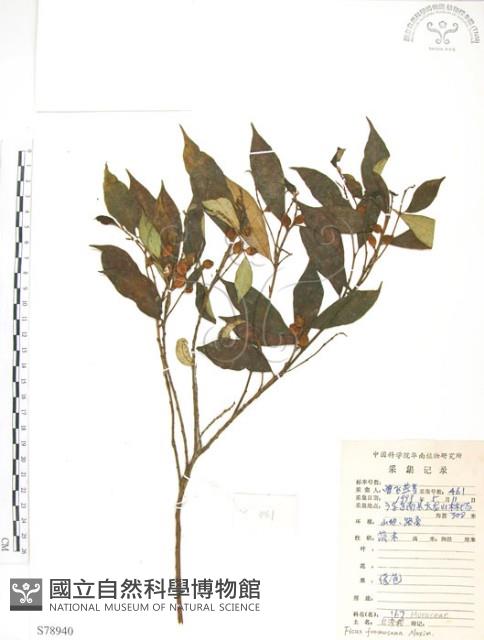 天仙果、臺灣榕藏品圖，第1張