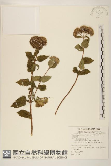 琉球澤蘭藏品圖，第1張