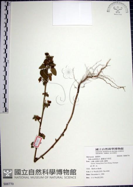 圓葉金午時花藏品圖，第1張