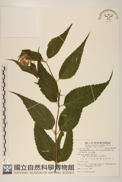 田代氏澤蘭藏品圖，第1張