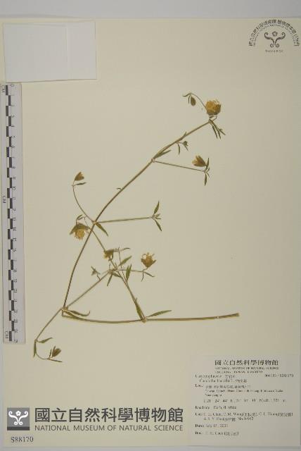 狗筋蔓藏品圖，第1張