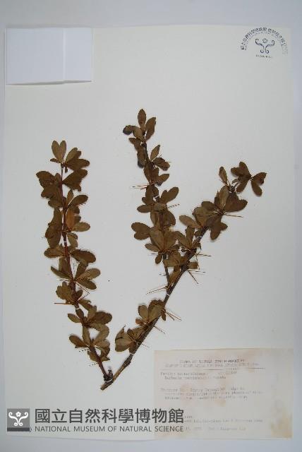 玉山小蘗藏品圖，第1張