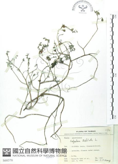 三葉木藍藏品圖，第1張