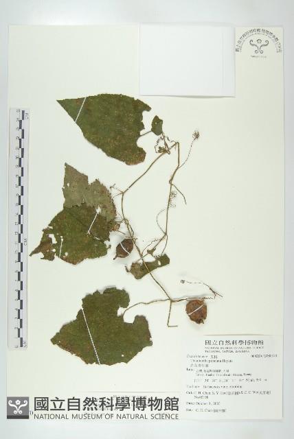 青牛膽藏品圖，第1張