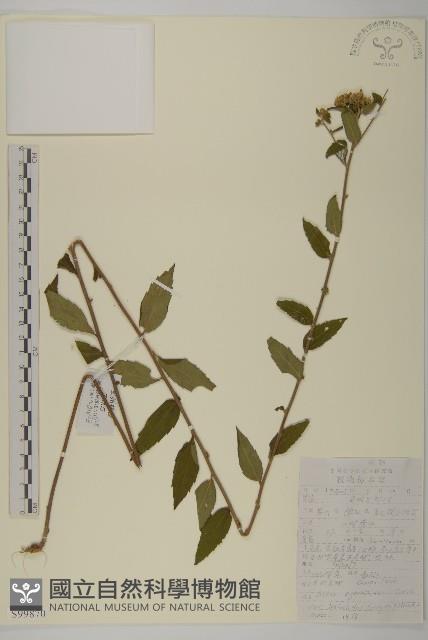 毛枝紫菀藏品圖，第1張