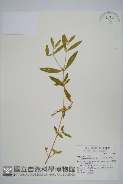 蓮子草藏品圖，第1張