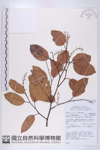 登錄號:S058870藏品圖，第1張