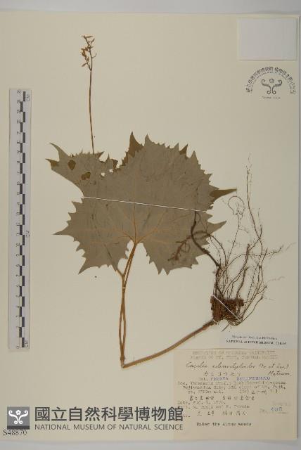 登錄號:S048870藏品圖，第1張